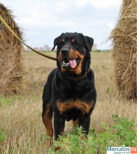 Ротвейлеры в добрые руки 2