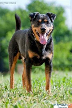 Ротвейлеры в добрые руки 3