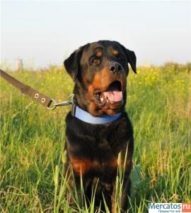 Ротвейлеры в добрые руки 4