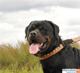 Ротвейлеры в добрые руки 5