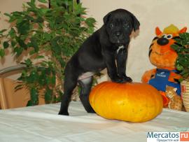 КАНЕ КОРСО ЩЕНКИ ЧЕРНОГО ОКРАСА В СПБ