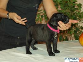 КАНЕ КОРСО ЩЕНКИ ЧЕРНОГО ОКРАСА В СПБ 2