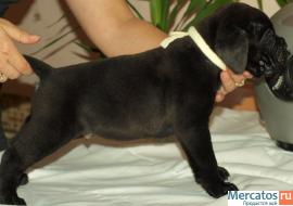 КАНЕ КОРСО ЩЕНКИ ЧЕРНОГО ОКРАСА В СПБ 4