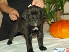 КАНЕ КОРСО ЩЕНКИ ЧЕРНОГО ОКРАСА В СПБ 3