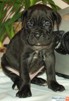 КАНЕ КОРСО ЩЕНКИ ЧЕРНОГО ОКРАСА В СПБ 5