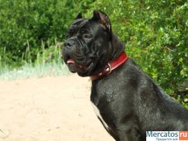 КАНЕ КОРСО ЩЕНКИ ЧЕРНОГО ОКРАСА В СПБ 6