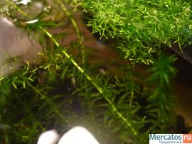 мальки ГУППИ