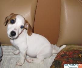 Роскошный кобель Джек Рассел Терьера