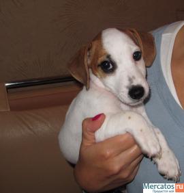 Роскошный кобель Джек Рассел Терьера 2