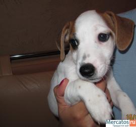 Роскошный кобель Джек Рассел Терьера 3