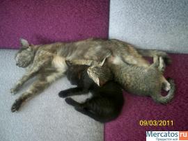 отдам красивых котят в хорошие руки 7