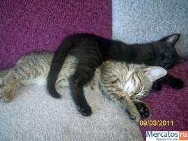 отдам красивых котят в хорошие руки 9