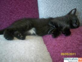 отдам красивых котят в хорошие руки 10