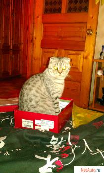 Кот Босс ищет невесту