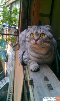 Кот Босс ищет невесту 2