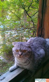 Кот Босс ищет невесту 3