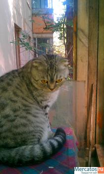 Кот Босс ищет невесту 4