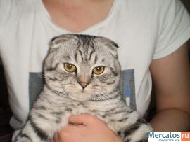 Кот Босс ищет невесту 5