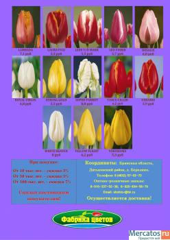 Луковицы тюльпанов 2