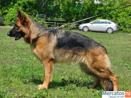 Щенки немецкой овчарки с родословной