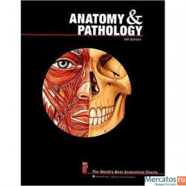 Anatomy and Pathology Anatomical Chart 2