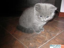 Продажа британских голубых котят 2