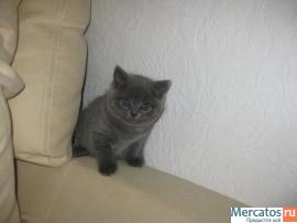 Продажа британских голубых котят