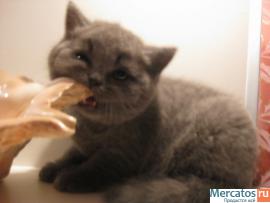 Продажа британских голубых котят 3