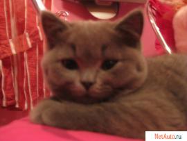 Продаётся британский плюшевый мальчик голубого окраса