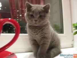 Продаётся британский плюшевый мальчик голубого окраса 2