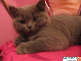 Продаётся британский плюшевый мальчик голубого окраса 3