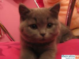 Продаётся британский плюшевый мальчик голубого окраса 4