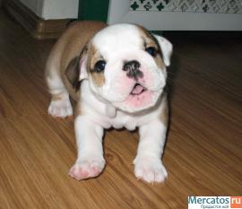 Щенки английского бульдога