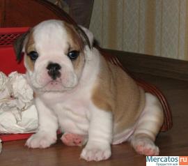 Щенки английского бульдога 2