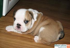 Щенки английского бульдога 3