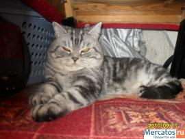 Вязка Скотиш страйт