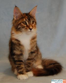 Котята Мейн Кун 2