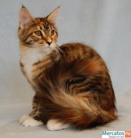 Котята Мейн Кун