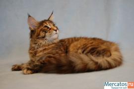 Котята Мейн Кун 3