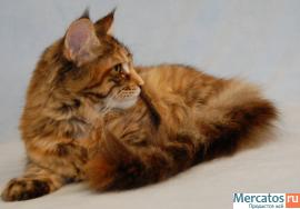 Котята Мейн Кун 4