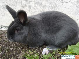 Кролики разных пород 3