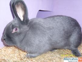 Кролики разных пород 4