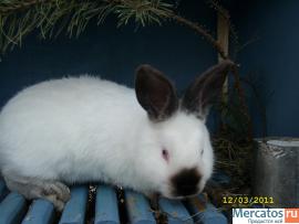 Кролики разных пород 5