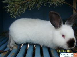 Кролики разных пород 6