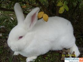 Кролики разных пород 7