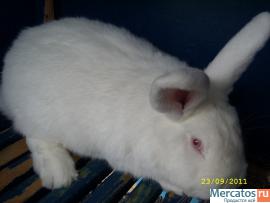 Кролики разных пород 8