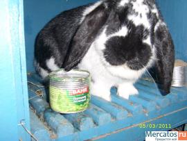 Кролики разных пород 9