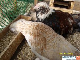 Птица разных пород 5