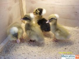 Птица разных пород 10