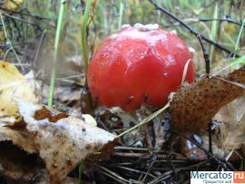 Мухомо́р кра́сный (лат. Amanita muscaria)